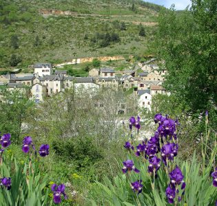 Les Vignes